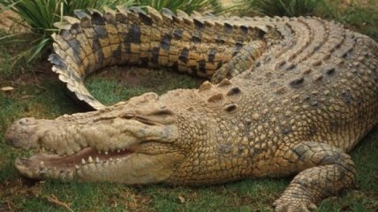 В Тайване крокодил укусил за голову своего дрессировщика