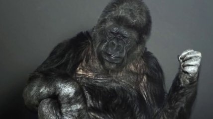 Умерла единственная в мире "говорящая" горилла