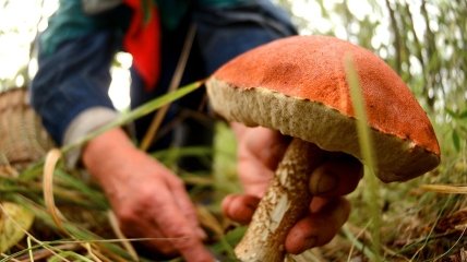 Сезон "охоты за грибами" открыт