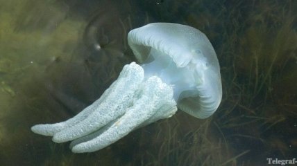 Опасные медузы атакуют берега Таиланда