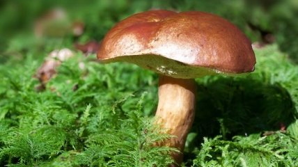 Невероятно полезное свойство грибов (Фото)