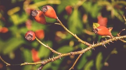 Чем полезен шиповник: уникальные свойства ягод