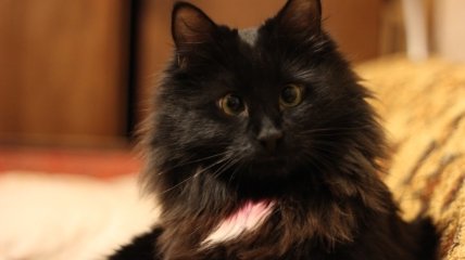 Гороскоп на листопад 2022 року