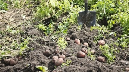 Чим підгодовувати картоплю у липні