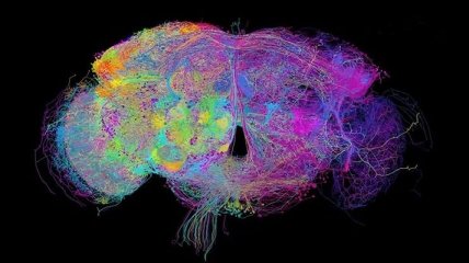 Ученые создали подробную карту мозга 