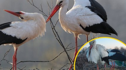 К звездному гнезду приковано внимание любителей птиц
