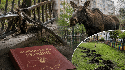 Лось намагався протаранити паркан