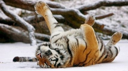 В Приморье открылся тигриный парк