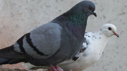 Британку оштрафовали за кормление голубей 