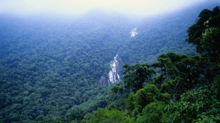 Ученые раскрыли главную тайну лесов Амазонки