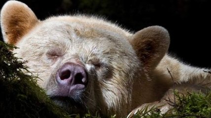 Кермодский медведь показал язык фотографу