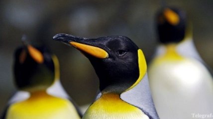 Пингвины нетрадиционной ориентации стали родителями (Фото)