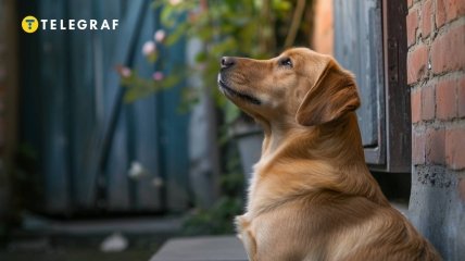 Собаки несуть з собою добро та благополуччя (зображення створено за допомогою ШІ)