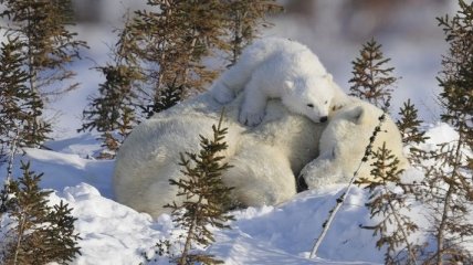 Скоро будет найдена новая популяция белых медведей?