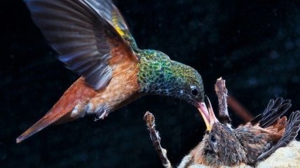 Невероятное зрелище: крошка колибри кормит своего птенца (Видео)