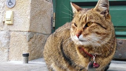 У Львові стався скандал через зникнення відомого кота