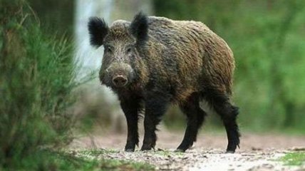 Дикие свиньи могут навредить не только вашему огороду, ученые нашли проблему глобальнее: подробности