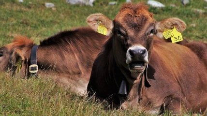 Баварским коровам не запретили носить колокольчики