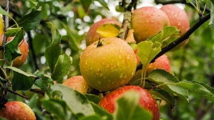 Яблочный спас 2019: что запрещено делать в праздник