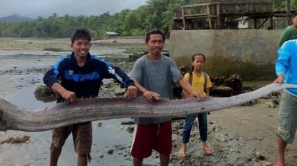 На Филиппинах поймали гигантского сельдяного короля 