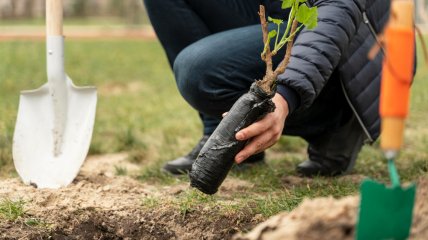 Що посадити на ділянці у квітні 2025 року