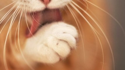 Зачем кошке усы?