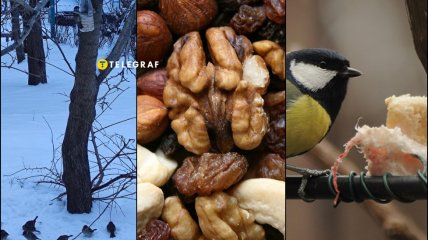 Чим потрібно і заборонено годувати птахів узимку