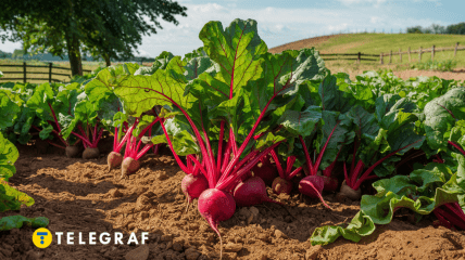 Можете лишить себя урожая