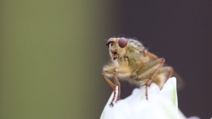 Биологи создали прозрачных мух 