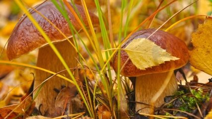 В Николаевской области 8 человек отравились грибами