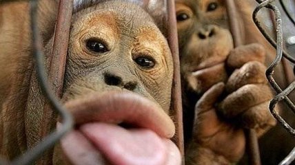 Британские обезьянки научились делать селфи (Видео)