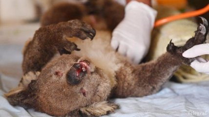 Пожары в Австралии: в немедленной помощи нуждаются более ста видов животных 