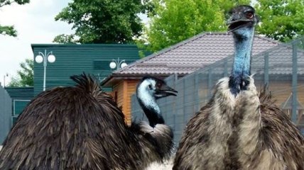 Сотрудники зоопарка в Межигорье сообщили, как поживают страусы