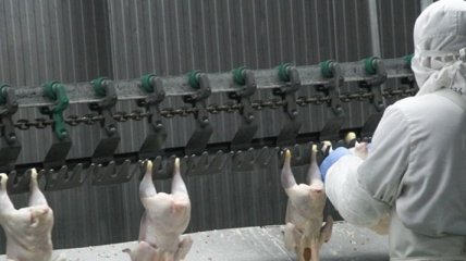 Ирак планирует инвестировать в производство украинской курятины