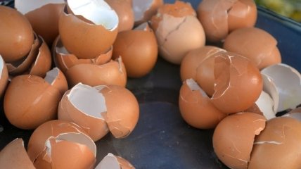 10 причин, почему не стоит выбрасывать яичную скорлупу 
