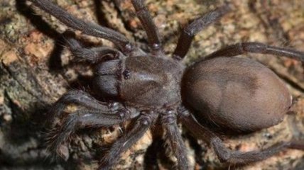 Новый вид тарантула назван в честь кантри-музыканта