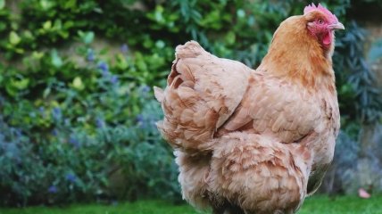 Украина нарастила объемы экспорта курятины в ЕС почти на 20%