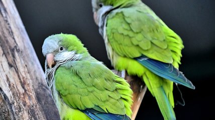 Папугаи-монахи