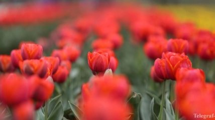 РФ ограничила поставки цветов из Европы