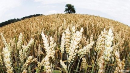Азаров: У нас прекрасные переходные запасы зерна