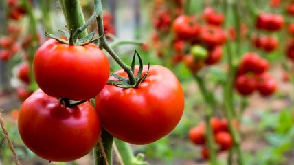 Предложение тепличных томатов в Украине превышает спрос