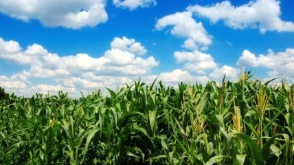 Аграрии Украины собрали 13,4 млн т кукурузы