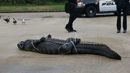 Гигантский аллигатор "забрел" на парковку в США