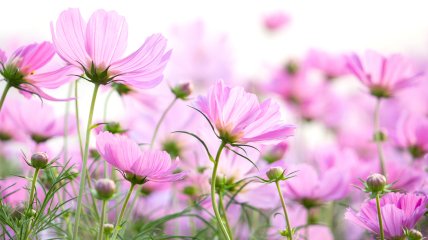 Узнайте, чем вы очаровываете людей вокруг