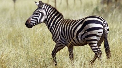 Зебра напала на сотрудника зоопарка (Видео)