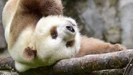 Знакомьтесь: редчайшая коричневая панда из Китая (Фото)
