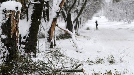 В Киеве деревья покалечили людей 