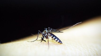 Лето, жара, комары: как уберечься от укусов этого насекомого