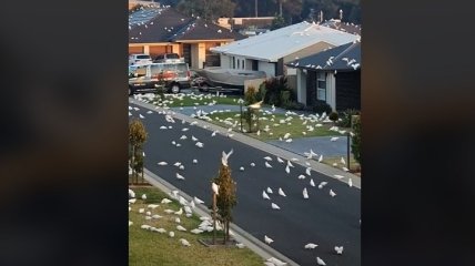 Птичий апокалипсис: тысячи белых попугаев заполонили улицы города (видео)