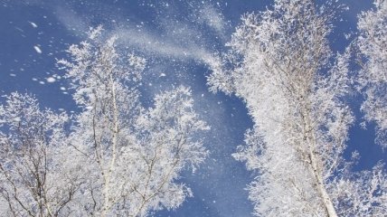 В Україні буде вітряно і сніжитиме: прогноз погоди на 12 лютого